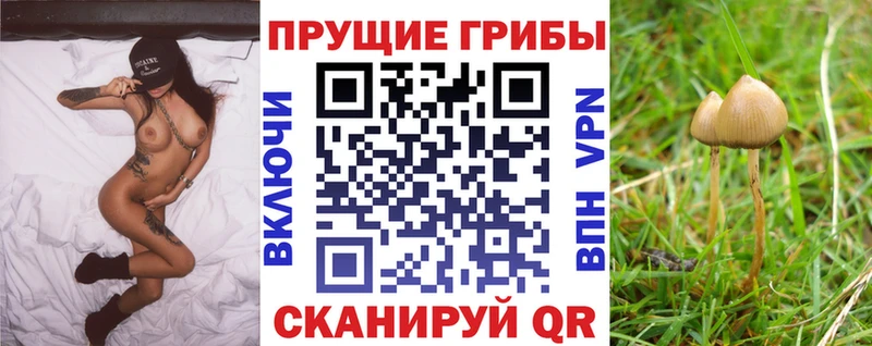 Псилоцибиновые грибы Psilocybe Кяхта